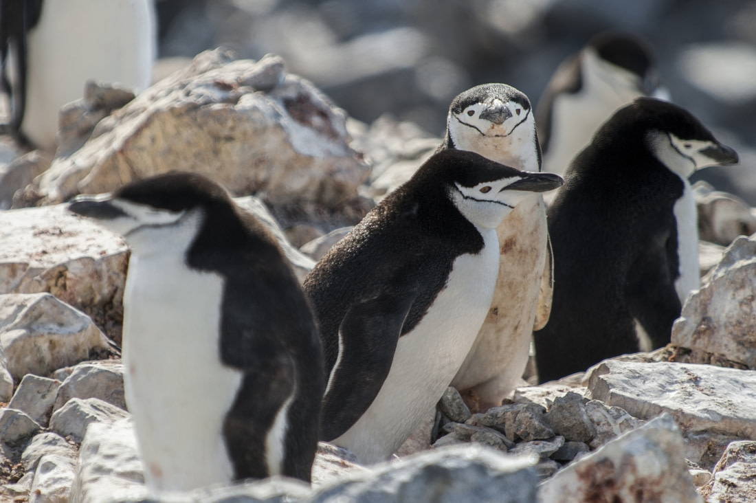 Antarctica – Uncharted islands of the Deep South - gallery 3