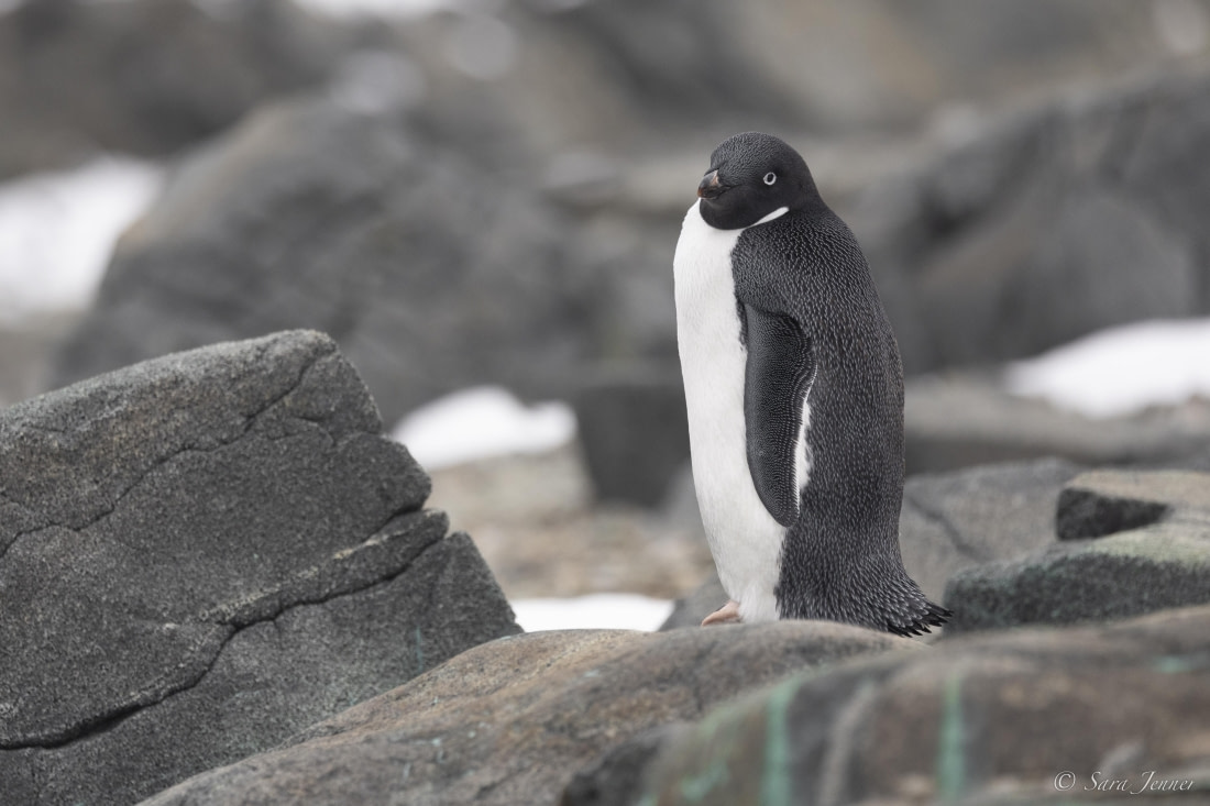 Antarctica – Uncharted islands of the Deep South - gallery 5