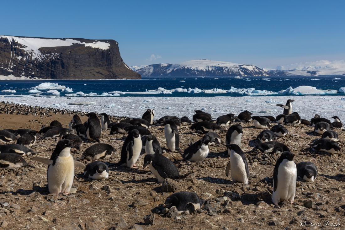 Antarctica - Weddell Sea Explorer - gallery 4