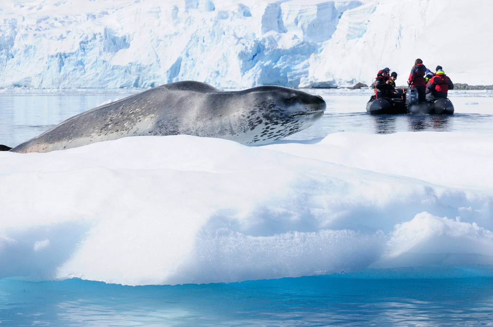 Antarctica - Whale watching discovery and learning voyage - Aurora Australis / Southern Lights - gallery 2