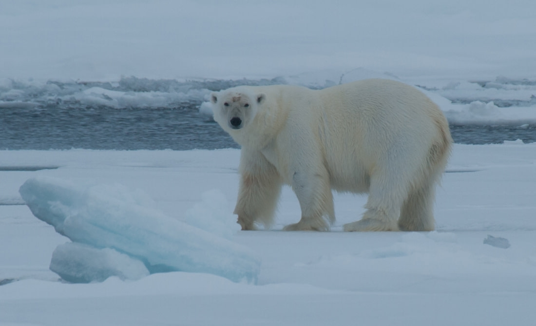 East Spitsbergen - Home of the Polar Bear, Including Long Hikes & Cleaning the Shores - gallery 2