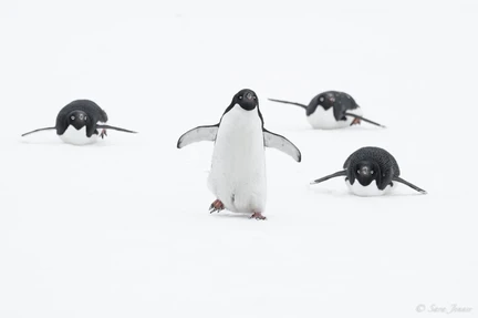 Weddell Sea - Basecamp - gallery 3