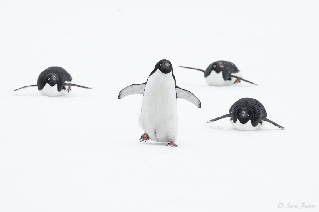 Weddell Sea - Basecamp - gallery 3