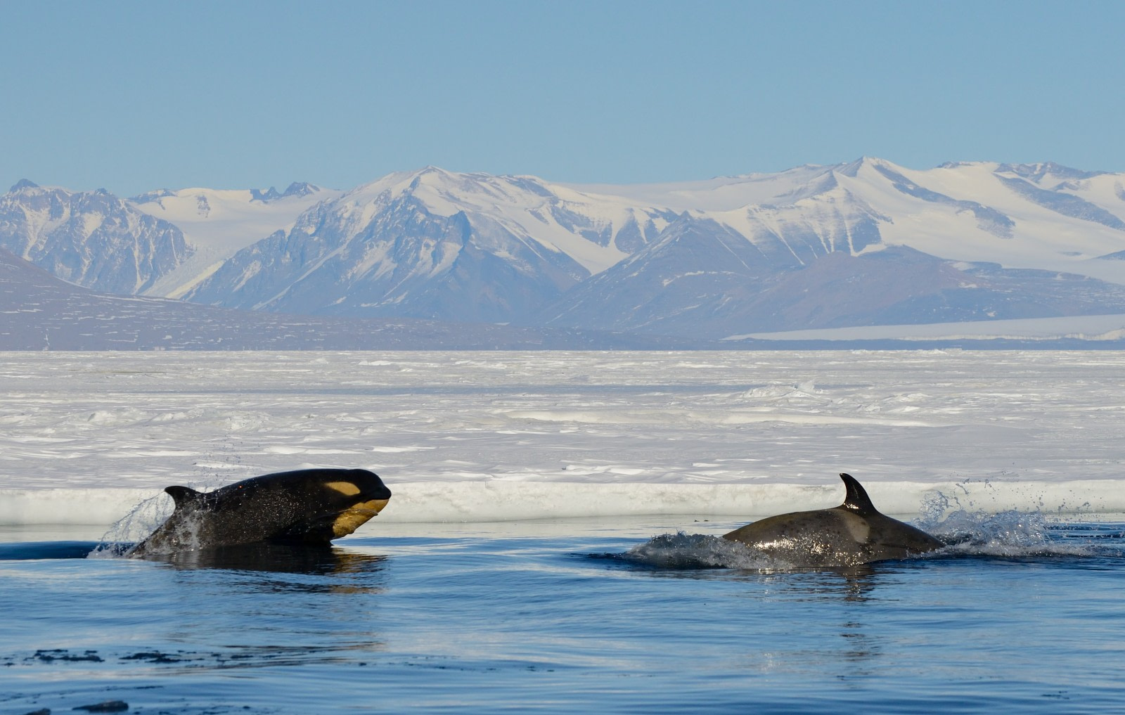 Orcas (aka Killer Whales) of Antarctica and the sub-Antarctic